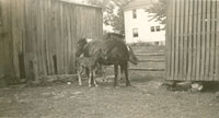 Horses in corral